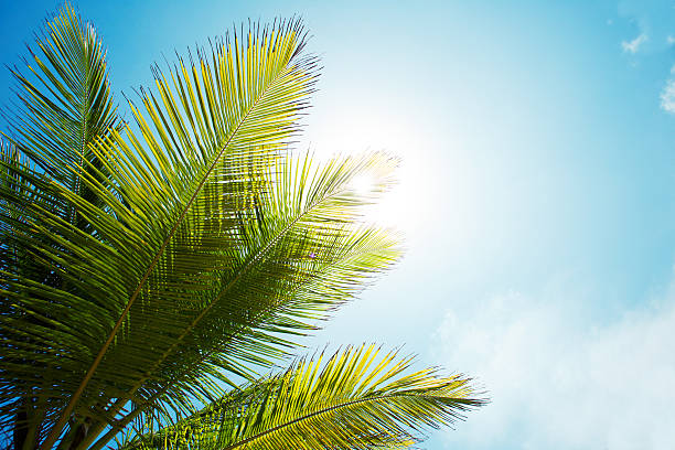 istock Palm branch of the sky background 583819950