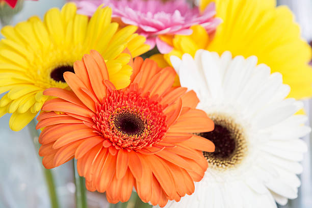 istock Flowers holiday colorful gerber background 583820424