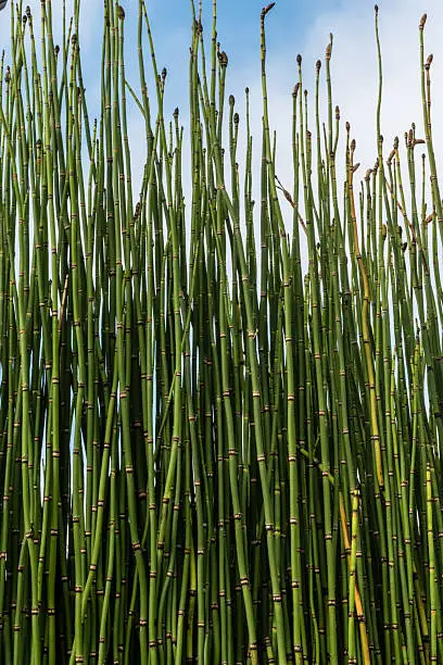 puzzlegrass (equisetum) known as horsetail or snake grass