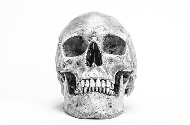istock human skull in black and white color 583823538