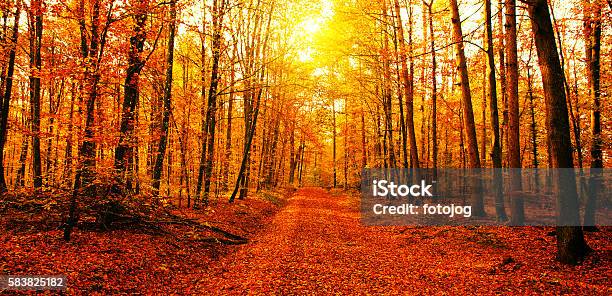 Sun In Autumn Forest Stock Photo - Download Image Now - Autumn, November, Backgrounds