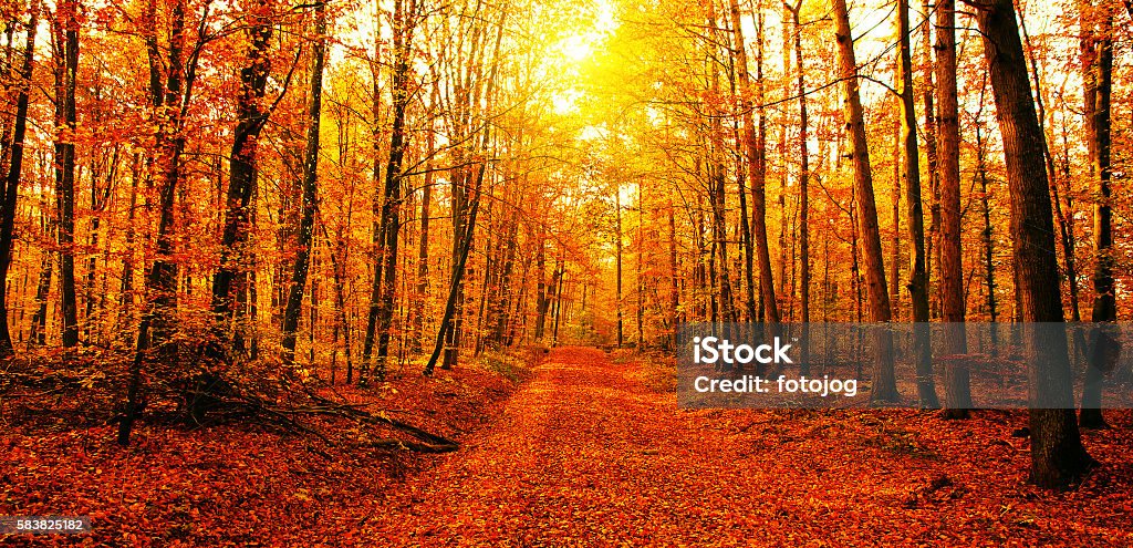 Sol no outono floresta - Foto de stock de Outono royalty-free
