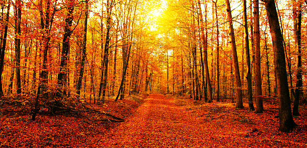 солнце в осенний лес - autumn road landscape mountain стоковые фото и изображения