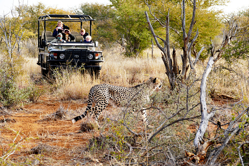 Madikwe,South Africa - July 8,2016:  An African cheetah is walking in the bushes in front of a Toyota Landcruiser jeep with tourists watching the animal during a game drive in the Madikwe Game Reserve in South Africa.