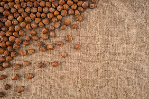 istock Natural, unbroken hazelnuts on a jute bag background. 583827130
