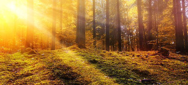 太陽にある秋の森 - november tranquil scene autumn leaf ストックフォトと画像