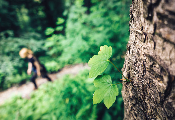 Woman hiking in the forest. Focus on tree with fresh leaves in the foreground.
