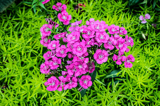 istock Pink flowers on green plants 583829700