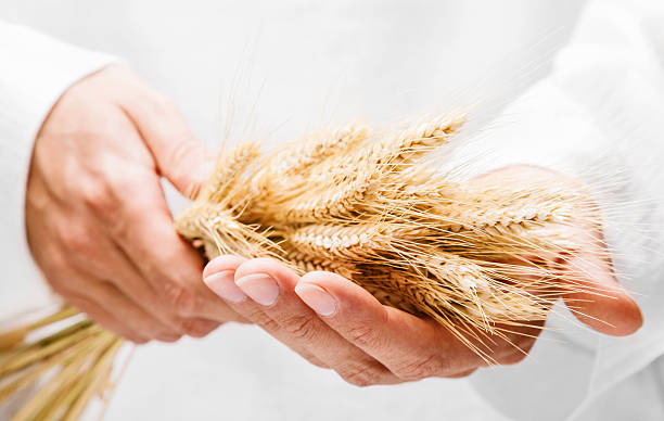 istock Ears of wheat in man hands 583829786