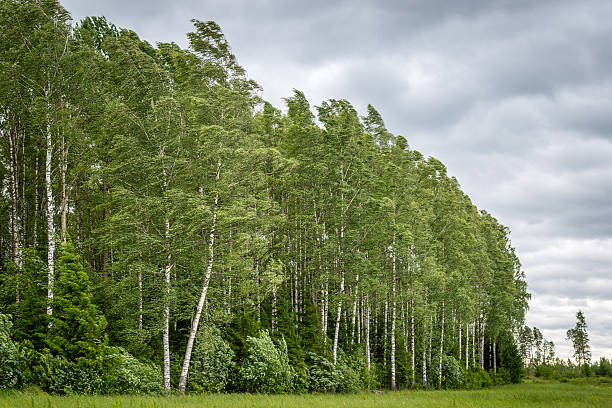 istock Birch grove in the wind, Latvia 583829810