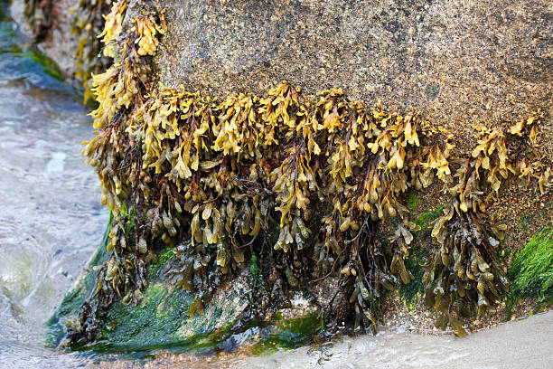 istock Fucus Vesiculosus - Bladder Wrack 583831060