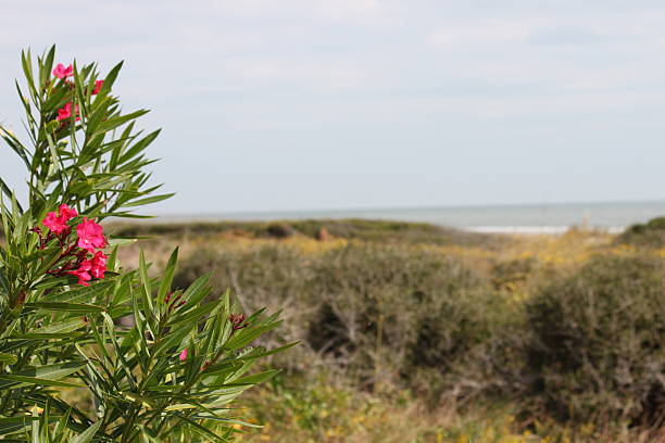 Kiawah Island, South Carolina Kiawah Island, South Carolina beach through the plants. kiawah island stock pictures, royalty-free photos & images