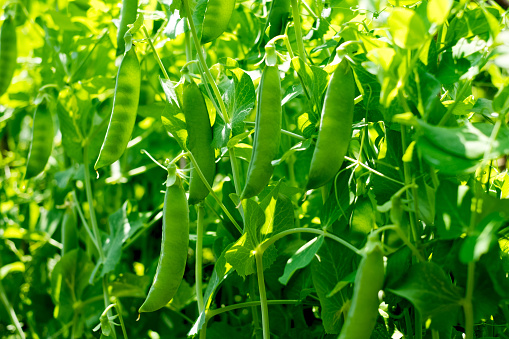 pea pods on the stems