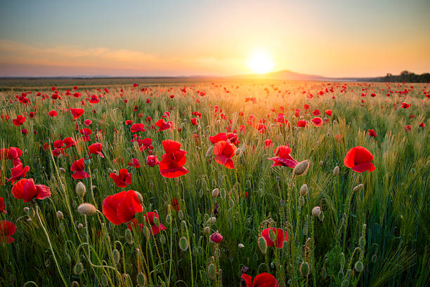 istock quiet sunset among a red poppy field 583837532