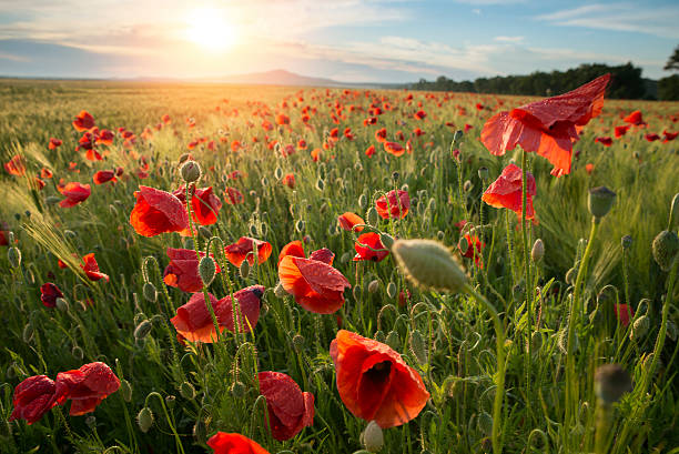 istock quiet sunset among a red poppy field 583838014