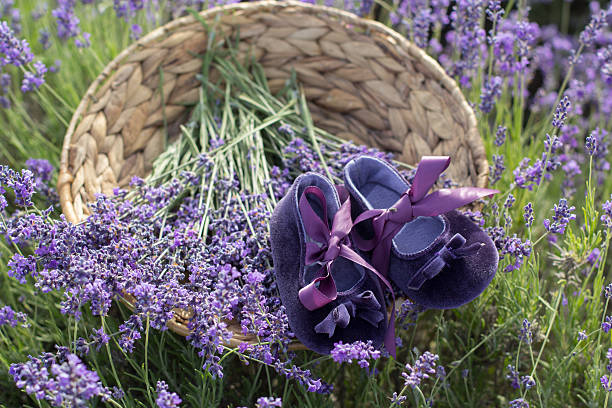 Small babies shoes in lavender field stock photo
