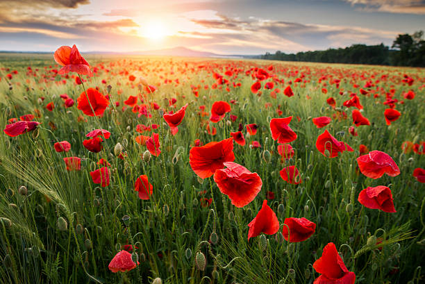 istock quiet sunset among a red poppy field 583838294