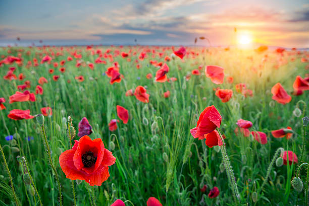 istock quiet sunset among a red poppy field 583838414