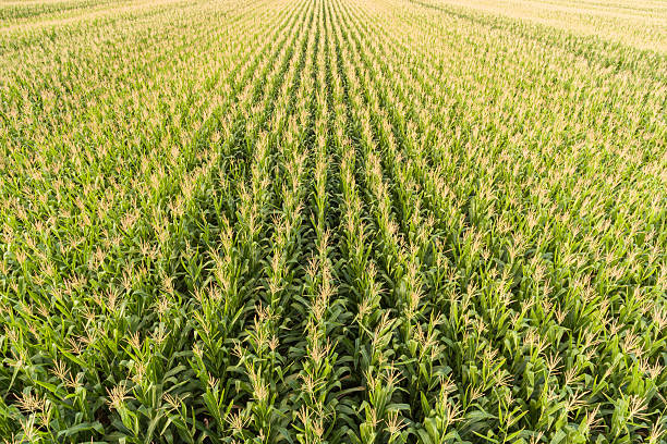 istock Top view of corn field 583839058