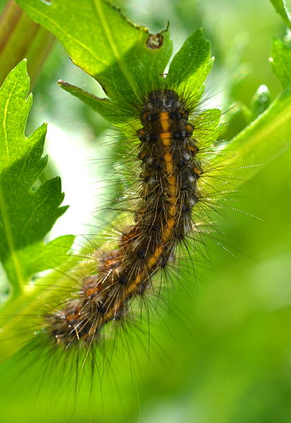 istock Shaggy caterpillar on grass 583839080