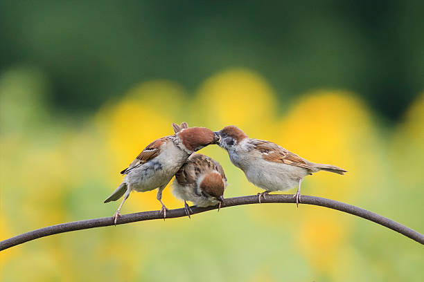 istock Sparrow feeding Chicks on the iron fence 583839196
