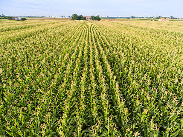 istock Top view of corn field 583839378