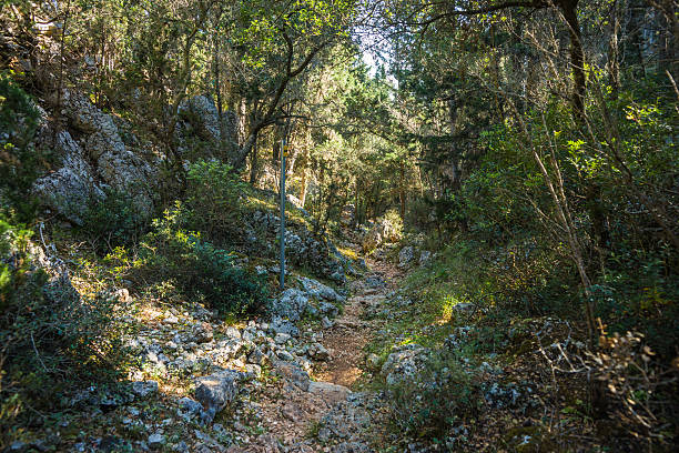 istock Path through the forest to the beach Dafnoudi, Kefalonia, Greece 583839394