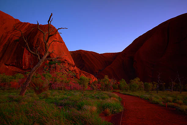 Pre-Dawn Light At Uluru Northern Territory, Australia - March 31, 2016: Pre-dawn at Uluru in the heart of the Australian Outback, and a brightening sky illuminates the footpath and eucalyptus trees leading towards the Mutijulu Waterhole.  northern territory australia stock pictures, royalty-free photos & images