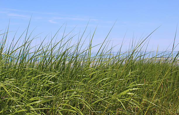 erba di mare, alghe sulla spiaggia in summer cape cod - brewster foto e immagini stock