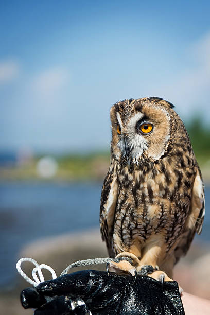 Beautiful domestication owl, wild owl, night owl