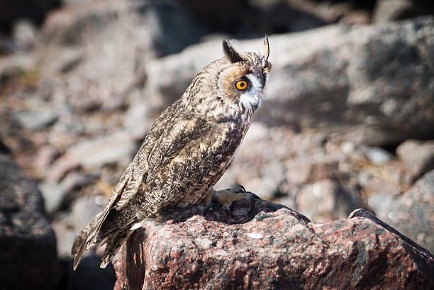 istock Beautiful domestication owl, wild owl, night owl 583843732