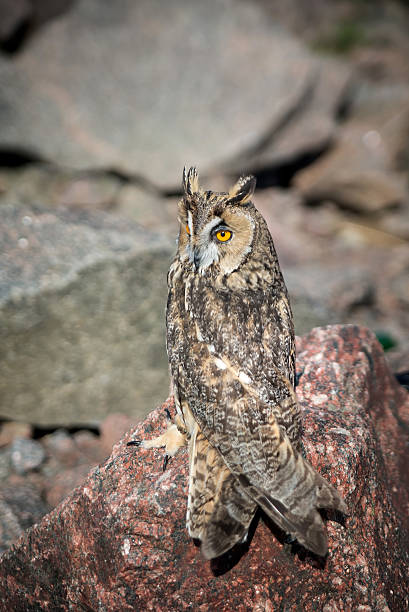 istock Beautiful domestication owl, wild owl, night owl 583843806