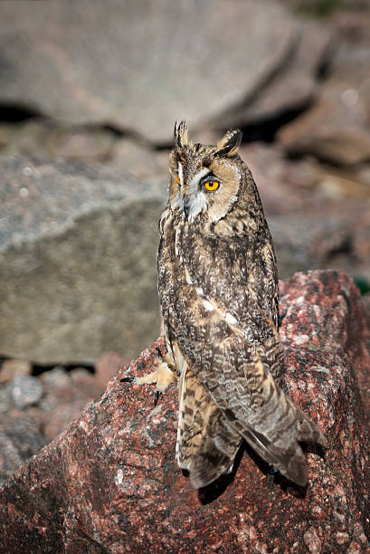 istock Beautiful domestication owl, wild owl, night owl 583843858