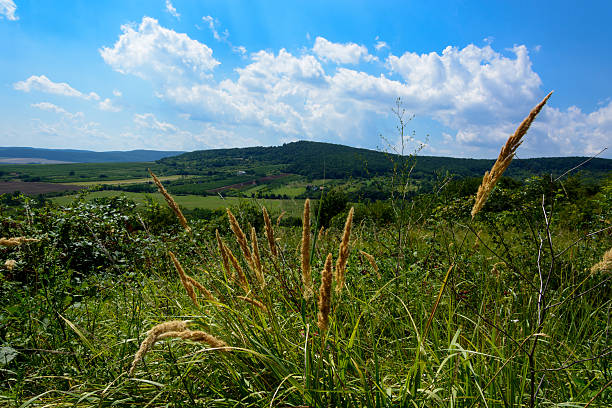 A stunning spring rural landscape in the South Moravian Region near Brno, Czech Republic. The scene captures the rolling waves of green hills and vibrant yellow canola flower fields against blue cloudy and sky. Blossoming spring trees are highlighted by the setting sun, creating a picturesque and serene agricultural texture background view. Abstract spring landscape, green grass fields and tractor tracks texture.