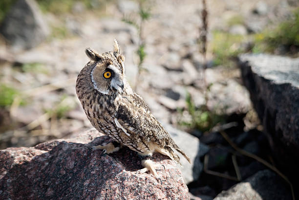 Beautiful domestication owl, wild owl, night owl