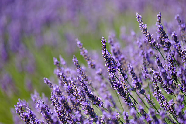 istock Blooming lavender in a field 583844712