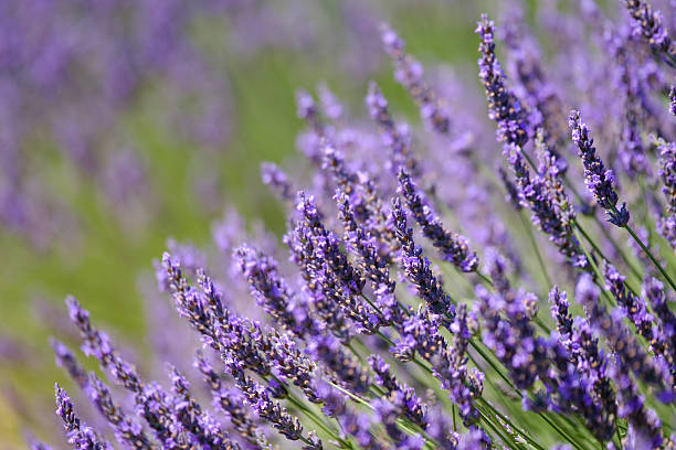 istock Blooming lavender in a field 583845102