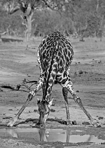 istock Giraffe in black & white bending to take a drink 583845250