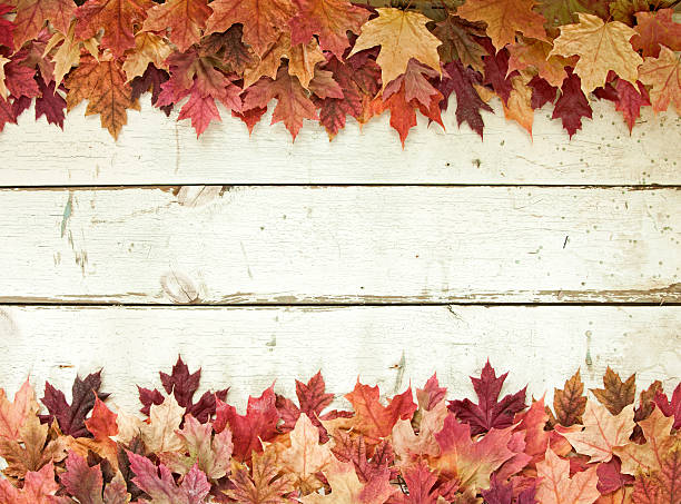 istock Autumn Fall Maple Leaves Border on Old White Wood Background 583846796
