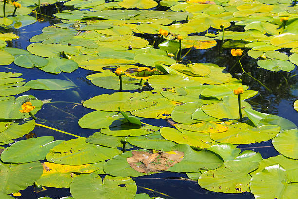 istock Yellow water flowers (Nuphar Lutea) 583847486