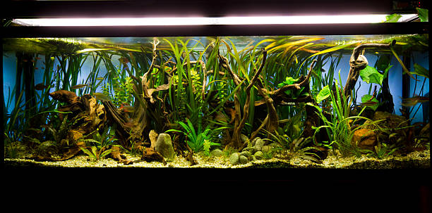 istock Tropical Freshwater aquarium 583847610