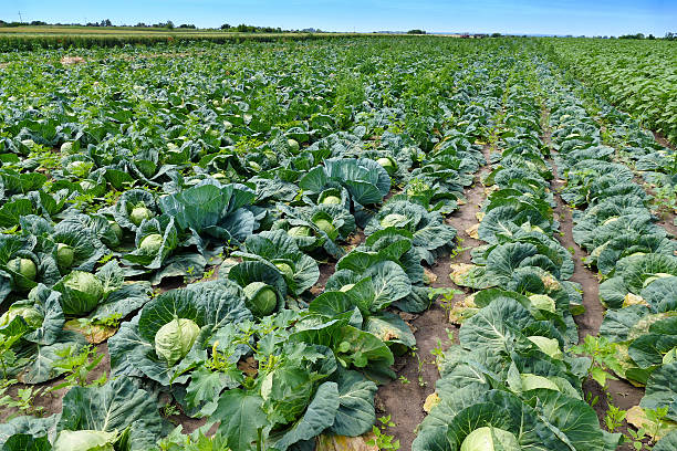 istock Seasonal Work in the Field - Harvesting Cabbage 583848442