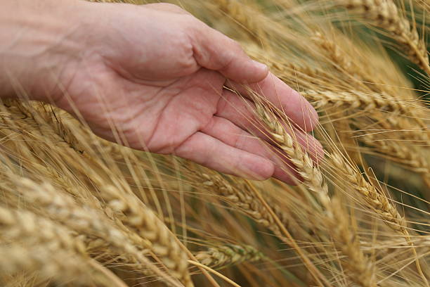 istock field of wheat in July 583849132