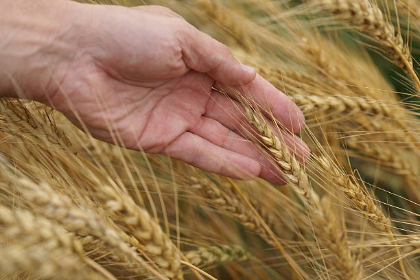 istock field of wheat in July 583849182