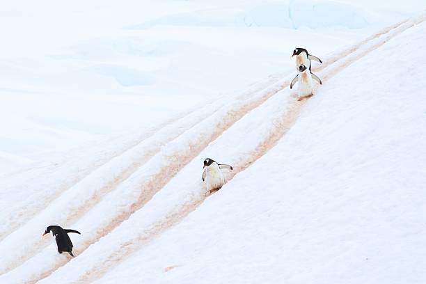 istock Gentoo Penguins Use the Highway 583849364