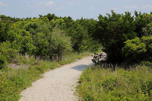 istock Sandy path to beach through  bushes and grass 583849518