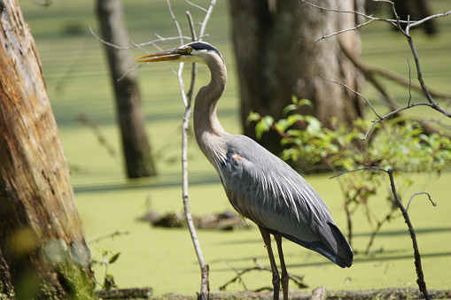 The Great Blue Heron seen here is in search of a meal on this very hot summer afternoon a large number of crawfish occupies this West Kentucky Swamp one of it favorite foods.