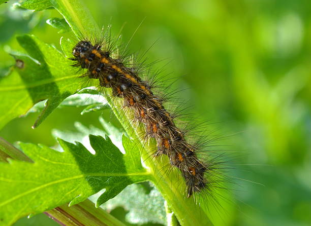 istock Shaggy caterpillar on grass 583851310