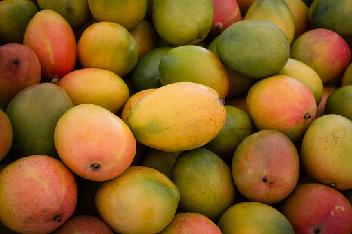 pile of fresh mango fruits closeup - healthy food background