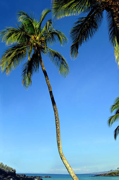 strand und schiefe palme - ohaiula beach stock-fotos und bilder